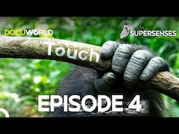 Do Animals Feel the World Like Humans Do? | Super Senses Episode 4: Touch