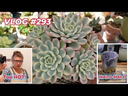 WHEN IT'S TOO HOT to Work in the Garden, MAKE HALO HALO VLOG #293