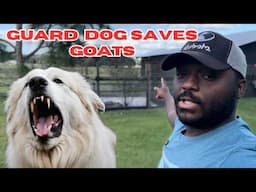 Guard Dog Kills Predator & Protects His Goats | WARNING Dont Lose Your Small Pets To These Predators