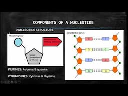 Life Sciences: Nucleic Acids Grade 12