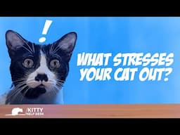 What Stresses Your Cat Out?