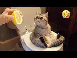 Funniest Animals 2024 🤣😅 New Funny Cats and Dogs Videos 😸🐶 Part 74