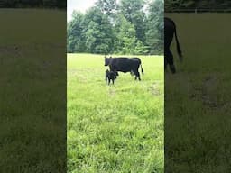 New calf on Belted Galloway Homestead