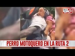 Perro motoquero en la ruta 2