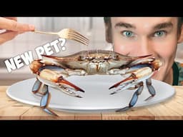 Raising a Grocery Store Blue Crab as a Pet