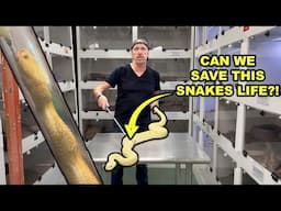 Can We Save This Snakes Life?