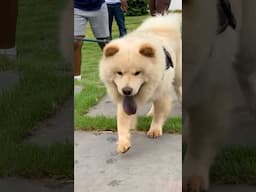 Majestic Chow Chow #chowchow #shorts #dog