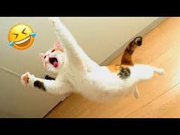 New Funny Cat and Dog Videos 😹🐶 Funniest Animals 🤣