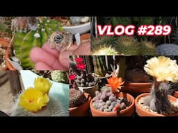 POLLINATE & HARVEST CACTUS SEEDS | VLOG #289 - Growing Succulents with LizK