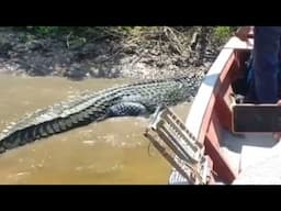 Black Caiman The Deadly Hunters Of Amazon