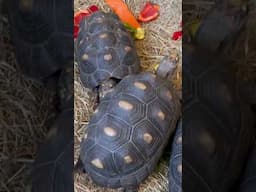 Relaxing Tortoise Munching #tortoise #reptiles #turtles