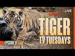 Tiger Tuesday Live! Baby Bakso Is Growing & Growing