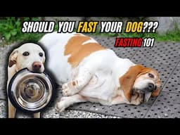 Dog Fasting Benefits: Prevent Obesity & Improve Gut Health