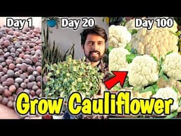 बड़ी बड़ी फूलगोभी ऐसे उगाओ | How to grow Cauliflower at Home/Garden