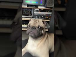 Pug Makes PUNK 😳 #poppunk #punk #punkrock #pug #makingbeats