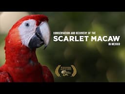 Conservation and Recovery of the Scarlet Macaw in Mexico - Spanish w English Captions