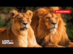 🔴 24/7 LIVE: Wildlife & Nature Documentaries | Love Nature