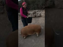 Will this help us save money? Feeding our pigs cactus for the first time.