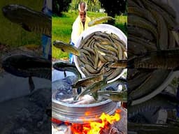 SNAKEHEAD MURREL FISH GRAVY🐟🔥 | River Fish Cooking In Village #shorts #fish #cooking