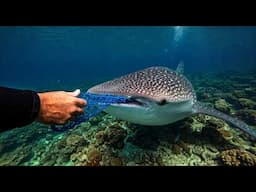 Sea Animals That Asked People for Help