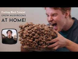 Grow Mushrooms at Home | Fruiting Block Tutorial