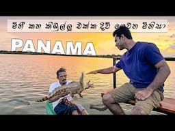 මිනීමරු කිඹුල්ලු එක්ක ජීවිතේ ගෙවන මිනිසා 😱 | 🐊 Crocodile Watching in Panama Lake