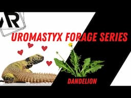 Feeding Uromastyx Wild Forage Series