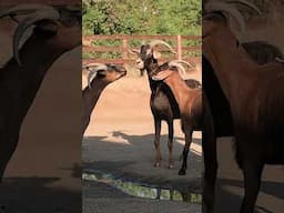 Goat Has The Most Heartwarming Reunion With His Besties After Two Months Apart