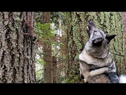 Our Elkhound Loves to Hunt Squirrels at Dungeness Trails