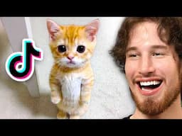 Best Cat Videos on the Internet