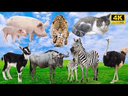 Wildlife Symphony: Pig, Leopard, Cat, Goat, Wildebeest, Zebra, Ostrich - Animal Sounds