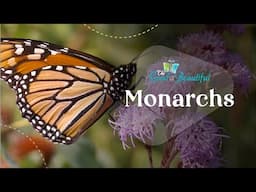 Monarchs | Arthropods | The Good and the Beautiful