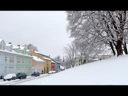 Oslo. Quiet winter days with a dog / bread, house hunting, forest walk, boat trip