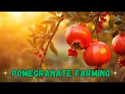 Pomegranate Farming Business Plan | How to Grow Pomegranate Step by Step | Pomegranate Cultivation