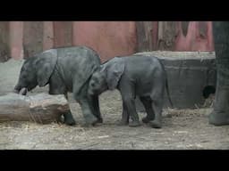 The elephants @ Safaripark Beekse Bergen. Filmed 25 January 2024.