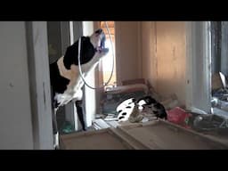 Mama Dog Acts Fierce to Protect Her Babies in Abandoned House