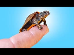 Rare, Micro-Sized Turtles with Owl Eyes Get New Home at Garden State Tortoise!