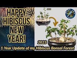 Happy Hibiscus New Year 2023 - 1 Year Update of my Hibiscus Bonsai Forest