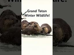 Otters, moose, coyotes and more this winter in Grand Teton! #wildlife #photography #outdoors #travel