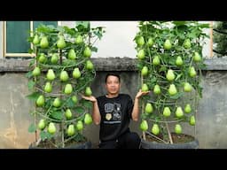 The secret to growing chayote on old tires. A chayote trellis laden with fruit is everyone's dream