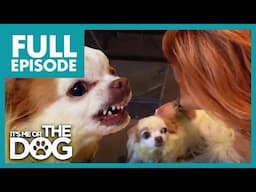 Can Aggressive Chihuahua be Trained Not to Attack Owner? | Full Episode USA