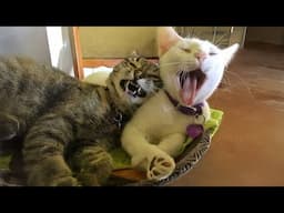 Try Not To Laugh With These Cats 🤣 Funniest Animals Video