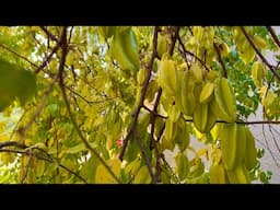 Winter Tour of Tropical Fruit Trees Thriving in California's Central Valley - Front Yard