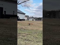 SCOTER “NO NO” haybale: #gundog #dogtraining #pitbosswaterfowl #retreiver