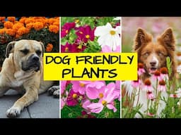 Top Dog Friendly Plants for Cottage Gardens (Annuals & Perennials)