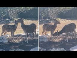 Two axis deer