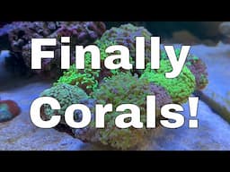 Corals Are In The Waterbox