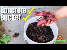 What I Learned from Growing Sweet Potatoes in a Tiny Space!