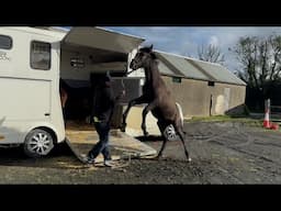 This Visit didn't go as Planned! Horse flips over backwards!