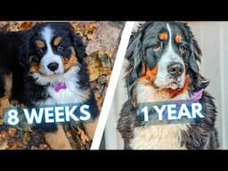 Bernese Mountain Dog Transformation - From Puppy to Adult Dog (2 Months to 1 Year)